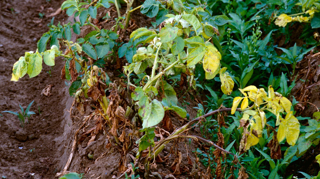 5 astuces pour protéger vos pommes de terre du mildiou